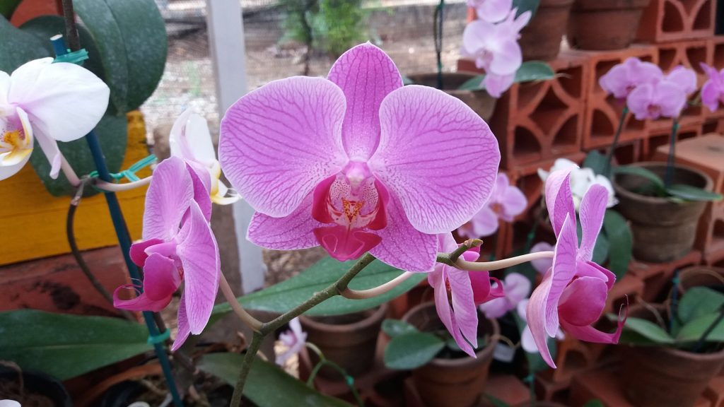 Orchidom