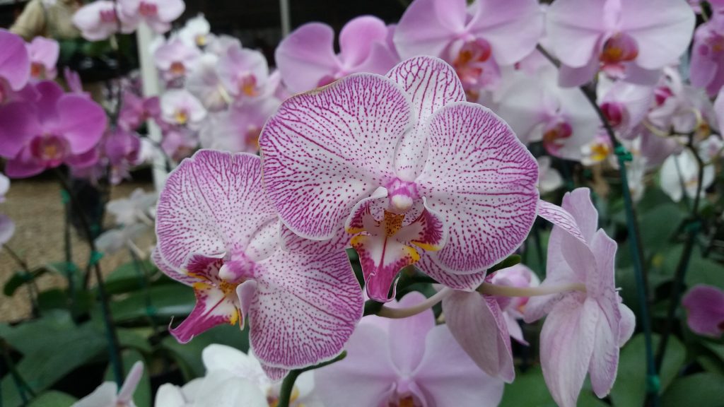 Orchidom